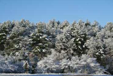 Learn about the Impacts of the Invasive Spotted Lanternfly
