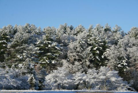 snow covered pine trees