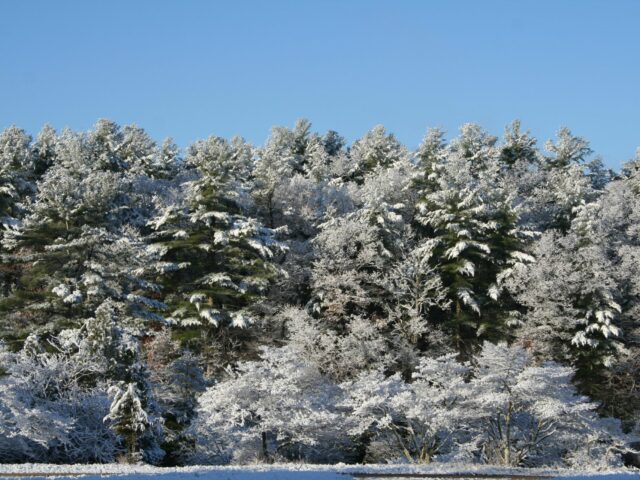 snow covered pine trees