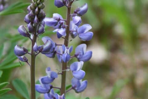 Sundial Lupine (Lupinus perennis)