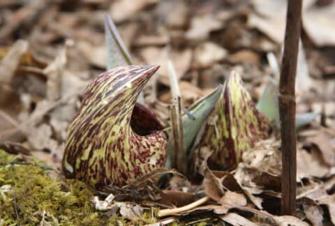 Symplocarpus foetidus