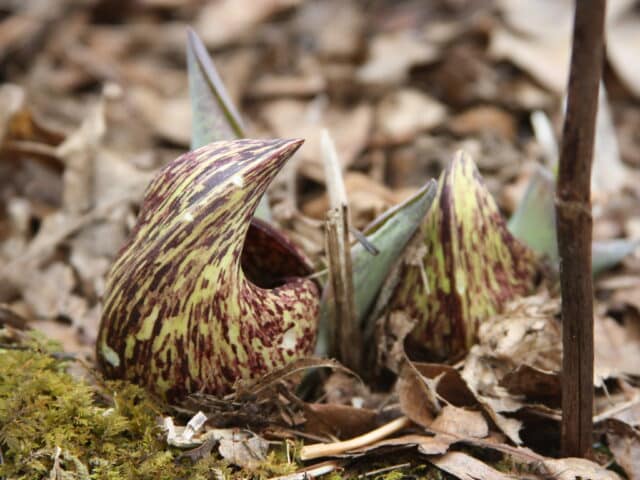 Symplocarpus foetidus
