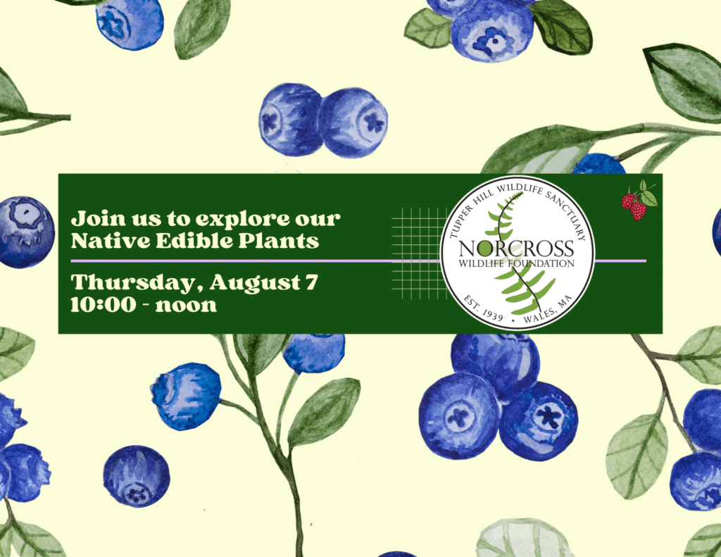 8.7.25 Native Edibles Hike
