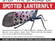 Spotted Lanternfly Poster
