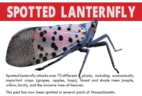 Spotted Lanternfly Poster