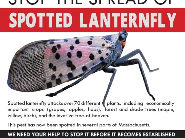 Spotted Lanternfly Poster