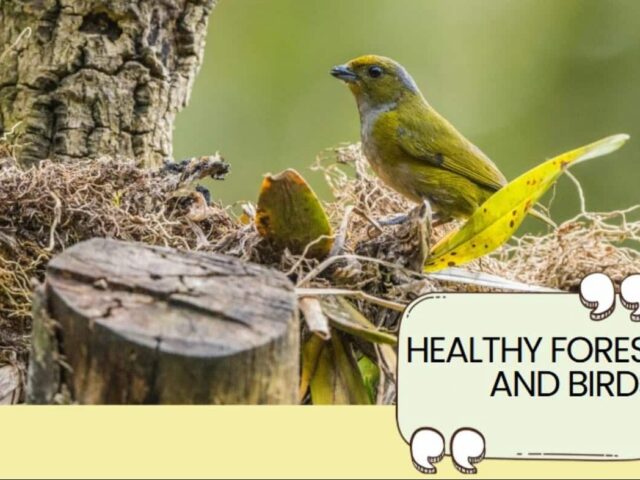 healthy forest and birds