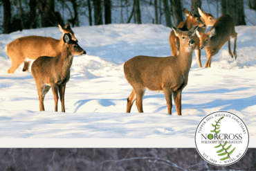 Watch Mishoon Camp 2025: Reviving Nipmuc Traditional Ways